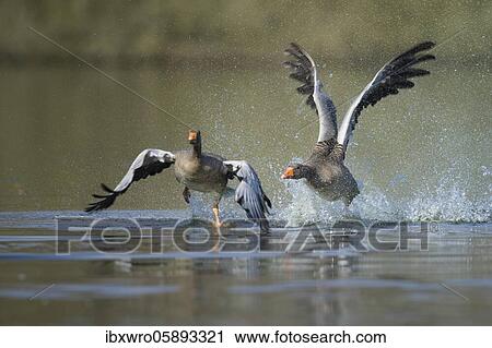 Stock Image - Two Greylag goose ( anser anser) fight on a lake, splashing water, dynamics, turf war, Hannover, Lower Saxony, Germany, Europe. Fotosearch