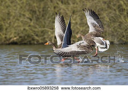Stock Photo - Two Greylag goose ( anser anser) fight on a lake, splashing water, dynamics, turf war, Hannover, Lower Saxony, Germany, Europe. Fotosearch