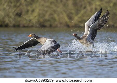 Stock Photo - Two Greylag goose ( anser anser) fight on a lake, splashing water, dynamics, turf war, Hannover, Lower Saxony, Germany, Europe. Fotosearch