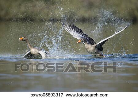 Two Greylag goose ( anser anser) fight on a lake, splashing water, dynamics, turf war, Hannover, Lower Saxony, Germany, Europe View Large Photo Image Stock Photo - Two Greylag goose ( anser anser) fight on a lake, splashing water, dynamics, turf war, Hannover, Lower Saxony, Germany, Europe. Fotosearch