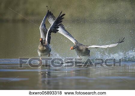 Two Greylag goose ( anser anser) fight on a lake, splashing water, dynamics, turf war, Hannover, Lower Saxony, Germany, Europe View Large Photo Image Stock Photo - Two Greylag goose ( anser anser) fight on a lake, splashing water, dynamics, turf war, Hannover, Lower Saxony, Germany, Europe. Fotosearch