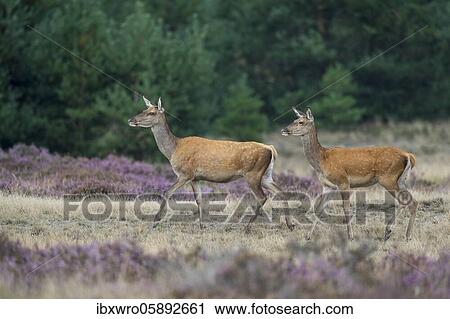 Two narrowtire of the red deer ( Cervus elaphus) in blooming heath, De Hoge Veluwe National Park, Netherlands View Large Photo Image Stock Image - Two narrowtire of the red deer ( Cervus elaphus) in blooming heath, De Hoge Veluwe National Park, Netherlands. Fotosearch