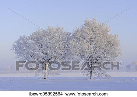 Two Oaks ( Quercus) in hoarfrost, winter, tree, Vechta, Lower Saxony, Germany, Europe View Large Photo Image Picture - Two Oaks ( Quercus) in hoarfrost, winter, tree, Vechta, Lower Saxony, Germany, Europe. Fotosearch