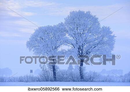 Two Oaks ( Quercus) in hoarfrost, winter, tree, Vechta, Lower Saxony, Germany, Europe View Large Photo Image Stock Photograph - Two Oaks ( Quercus) in hoarfrost, winter, tree, Vechta, Lower Saxony, Germany, Europe. Fotosearch