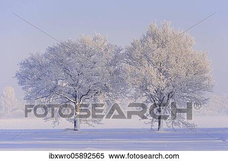 Stock Photography - Two Oaks ( Quercus) in hoarfrost, winter, tree, Vechta, Lower Saxony, Germany, Europe. Fotosearch