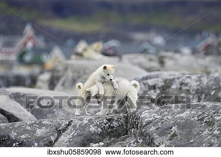 Stock Photo - Two playing young Greenlandic dogs on a rock slab, puppies, Qeqertarsuaq, disco island, Greenland, North America. Fotosearch
