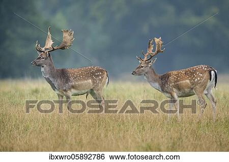 Two shovelers of the Fallow deer ( dama dama) Klamptenborg, Copenhagen, Denmark, Europe View Large Photo Image Stock Photograph - Two shovelers of the Fallow deer ( dama dama) Klamptenborg, Copenhagen, Denmark, Europe. Fotosearch