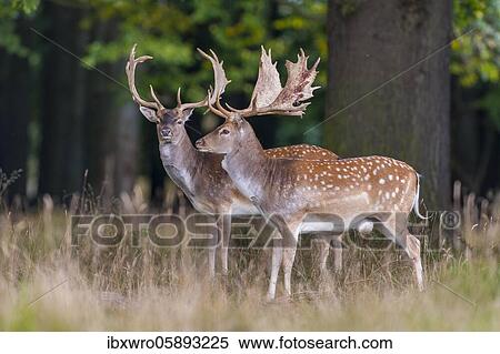 Two shovelers of the Fallow deer ( dama dama) Copenhagen, Denmark, Europe View Large Photo Image Stock Photography - Two shovelers of the Fallow deer ( dama dama) Copenhagen, Denmark, Europe. Fotosearch