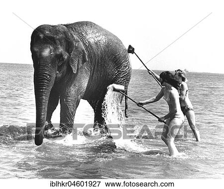 Two women wash an elephant in the sea, England, Great Britain View Large Photo Image Stock Photo - Two women wash an elephant in the sea, England, Great Britain. Fotosearch