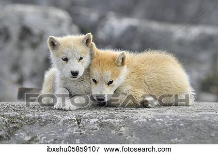 Stock Photo - Two young Greenlandic dogs sitting on a rock slab, puppies, Qeqertarsuaq, disco island, Greenland, North America. Fotosearch