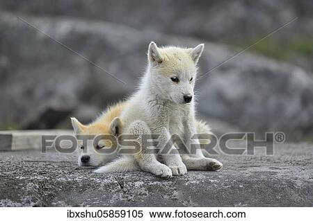 Stock Photography - Two young Greenlandic dogs sitting on a rock slab, puppies, Qeqertarsuaq, disco island, Greenland, North America. Fotosearch