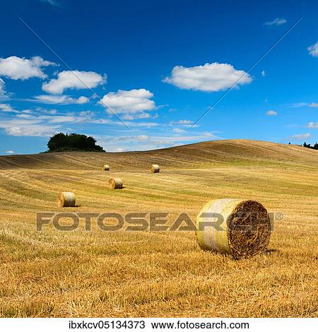Stock Image - Typical hilly landscape with field shrubs, stubble field with round bales of straw, summer landscape under blue sky with cumulus clouds, Uckermark, Brandenburg, Germany, Europe. Fotosearch