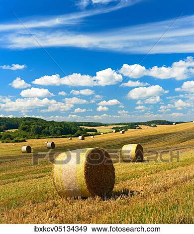 Typical hilly landscape with field shrubs, stubble field with round bales of straw, summer landscape under blue sky with cumulus clouds, Uckermark, Brandenburg, Germany, Europe View Large Photo Image Stock Photo - Typical hilly landscape with field shrubs, stubble field with round bales of straw, summer landscape under blue sky with cumulus clouds, Uckermark, Brandenburg, Germany, Europe. Fotosearch