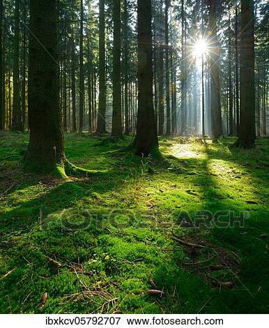 Stock Photo - Typical spruce forest in the Harz Mountains, sun shines through fog in the early morning, moss covers the ground, near Harzgerode, Saxony-Anhalt, Germany, Europe. Fotosearch