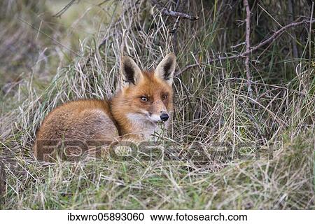 Uchs ( Vulpes vulpes) in Ruheshaltung, Oldenburger Münsterland, Goldenstedt, Lower Saxony, Germany, Europe View Large Photo Image Stock Image - Uchs ( Vulpes vulpes) in Ruheshaltung, Oldenburger Münsterland, Goldenstedt, Lower Saxony, Germany, Europe. Fotosearch