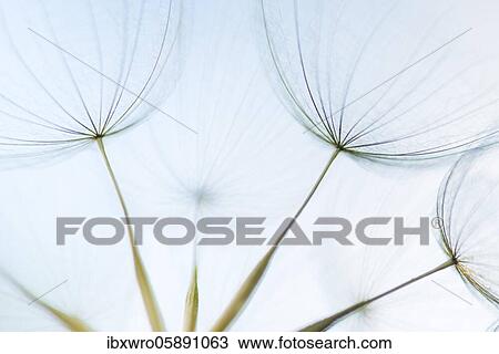 Umbrellas of the Meadow salsify ( Tragopogon pratensis) Eichstädt, Bavaria, Germany, Europe View Large Photo Image Stock Image - Umbrellas of the Meadow salsify ( Tragopogon pratensis) Eichstädt, Bavaria, Germany, Europe. Fotosearch