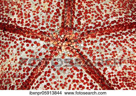 Underside with mouth of spiny cushion star (Culcita novaeguineae), Detail, Starfish, Pacific, Great Barrier Reef, Australia, Oceania View Large Photo Image Picture - Underside with mouth of spiny cushion star (Culcita novaeguineae), Detail, Starfish, Pacific, Great Barrier Reef, Australia, Oceania. Fotosearch