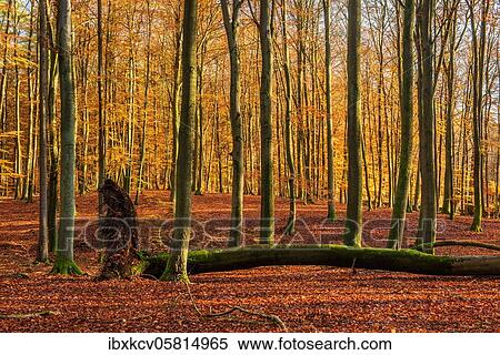 Stock Photography - Untouched beech forest in autumn, Müritz National Park, Mecklenburg-Vorpommern, Germany, Europe. Fotosearch