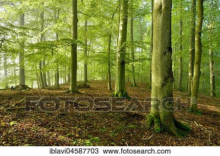 Untouched beech forest, morning light, Müritz National Park, Serrahn Subdivision, UNESCO World Heritage Site, beech forests of the Carpathians and Old Beech forests of Germany, Mecklenburg-Western Pomerania, Germany, Europe View Large Photo Image Stock Image - Untouched beech forest, morning light, Müritz National Park, Serrahn Subdivision, UNESCO World Heritage Site, beech forests of the Carpathians and Old Beech forests of Germany, Mecklenburg-Western Pomerania, Germany, Europe. Fotosearch