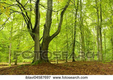 Stock Photo - Untouched beech forest, two trees embrace each other, Müritz National Park, Serrahn Subdivision, UNESCO World Heritage Site, beech forests of the Carpathians and Old Beech forests of Germany, Mecklenburg-Western Pomerania, Germany, Europe. Fotosearch