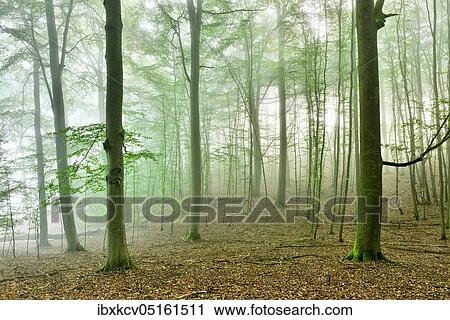 Untouched beech forest with fog, UNESCO World Heritage Old Beech Forests, Serrahn sub-area in ( Mecklenburg-Vorpomm ( Müritz National Park), Germany, Europe View Large Photo Image Stock Image - Untouched beech forest with fog, UNESCO World Heritage Old Beech Forests, Serrahn sub-area in ( Mecklenburg-Vorpomm ( Müritz National Park), Germany, Europe. Fotosearch