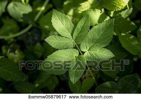 Stock Photo - Usual ground elder (Aegopodium podagraria) Perlacher Forst, Bavaria, Germany, Europe. Fotosearch