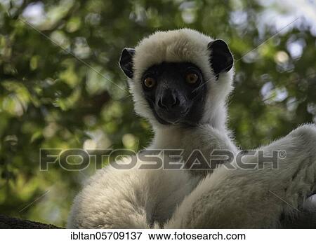 Van der Decken Sifaka (Propithecus vandeckeni) in Tsingy de Bemaraha National Park, Madagascar, Africa View Large Photo Image Stock Photo - Van der Decken Sifaka (Propithecus vandeckeni) in Tsingy de Bemaraha National Park, Madagascar, Africa. Fotosearch