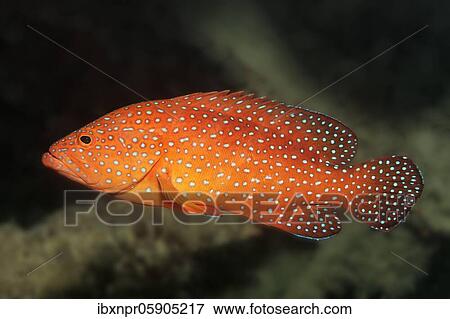 Vermillion seabass (Cephalopholis miniata) Andaman Sea, Mu Ko Similan National Park, Similan Islands, Phang Nga Province, Thailand, Asia View Large Photo Image Stock Photo - Vermillion seabass (Cephalopholis miniata) Andaman Sea, Mu Ko Similan National Park, Similan Islands, Phang Nga Province, Thailand, Asia. Fotosearch