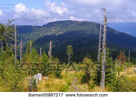 View from Heugstatt to Schwarzeck, long distance hiking trail Goldsteig, dead and young spruces( Picea abies), Arberkamm, between Lam and Drachselsried, Bavarian Forest, Lower Bavaria and Upper Palatinate, Bavaria, Germany, Europe View Large Photo Image Stock Photo - View from Heugstatt to Schwarzeck, long distance hiking trail Goldsteig, dead and young spruces( Picea abies), Arberkamm, between Lam and Drachselsried, Bavarian Forest, Lower Bavaria and Upper Palatinate, Bavaria, Germany, Europe. Fotosearch