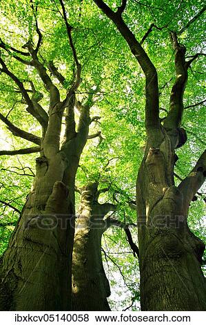 View from into the ( unten) crown of a huge three-trunk beech, natural monument, Sababurg primeval forest, Reinhardswald, ( Hesse) Germany View Large Photo Image Stock Photo - View from into the ( unten) crown of a huge three-trunk beech, natural monument, Sababurg primeval forest, Reinhardswald, ( Hesse) Germany. Fotosearch