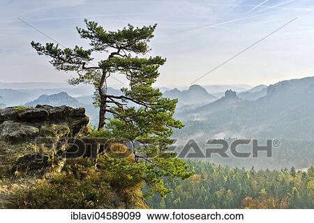 View from Kleiner Winterberg, morning mist, rock pine, Elbe Sandstone Mountains, National Park Saxon Switzerland, Saxony, Germany, Europe View Large Photo Image Stock Photo - View from Kleiner Winterberg, morning mist, rock pine, Elbe Sandstone Mountains, National Park Saxon Switzerland, Saxony, Germany, Europe. Fotosearch