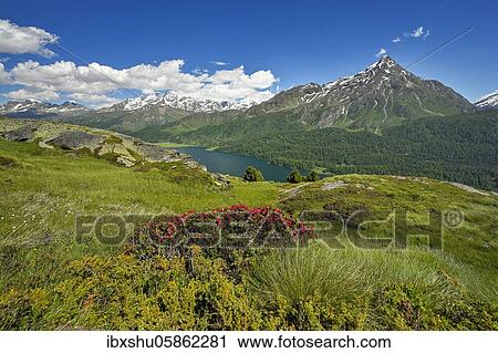 Stock Image - View from Piz da la Margna, blooming Rusty-leaved alpenroses (Rhododendron ferrugineum), in the back Piz Corvatsch at Lake Sils, Maloja, Upper Engadin, Canton Graubünden, Switzerland, Europe. Fotosearch