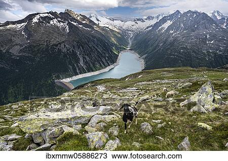 Stock Image - View from the Berliner Höhenweg, sheep on the mountainside, Schlegeis reservoir, Schlegeis reservoir, Zillertal Alps, Schlegeiskees glacier, Zillertal, Tyrol, Austria, Europe. Fotosearch