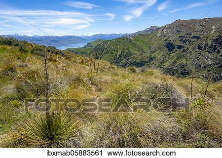 View from the Grandview Mountain Track to the lake, Lake Hāwea, Southern Alps, Otago, South Island, New Zealand, Oceania View Large Photo Image Stock Image - View from the Grandview Mountain Track to the lake, Lake Hāwea, Southern Alps, Otago, South Island, New Zealand, Oceania. Fotosearch