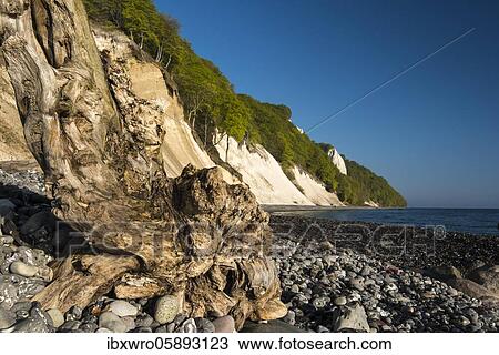 View of the chalk cliffs in the Jasmund National Park on Rügen, Königsstuhl, Baltic Sea, Saßnitz, Rügen, Jasmund National Park, Mecklenburg-Western Pomerania, Germany, Europe View Large Photo Image Stock Image - View of the chalk cliffs in the Jasmund National Park on Rügen, Königsstuhl, Baltic Sea, Saßnitz, Rügen, Jasmund National Park, Mecklenburg-Western Pomerania, Germany, Europe. Fotosearch