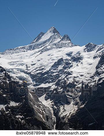 View of the Schreckhorn, Grindelwald, Switzerland, Europe View Large Photo Image Stock Photo - View of the Schreckhorn, Grindelwald, Switzerland, Europe. Fotosearch