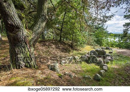 Viking graves in the form of ships, Old camp near Menzlin, Naturpark Flusslandschaft Peenetal, Mecklenburg-Vorpommern, Germany, Europe View Large Photo Image Stock Image - Viking graves in the form of ships, Old camp near Menzlin, Naturpark Flusslandschaft Peenetal, Mecklenburg-Vorpommern, Germany, Europe. Fotosearch