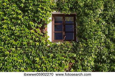 Stock Image - Virginia creeper (Parthenocissus quinquefolia) House facade overgrown with wild wine, Sankt Wolfgang am Wolfgangsee, Salzkammergut, Upper Austria, Austria, Europe. Fotosearch