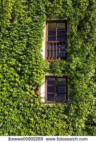 Stock Photo - Virginia creeper (Parthenocissus quinquefolia) House facade overgrown with wild wine, Sankt Wolfgang am Wolfgangsee, Salzkammergut, Upper Austria, Austria, Europe. Fotosearch