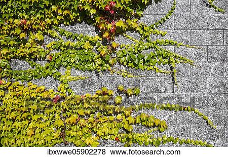 Stock Photo - Virginia creeper (Parthenocissus quinquefolia) House facade overgrown with wild wine, Sankt Wolfgang am Wolfgangsee, Salzkammergut, Upper Austria, Austria, Europe. Fotosearch