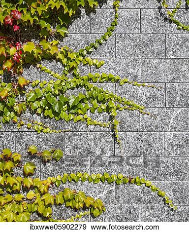 Stock Photo - Virginia creeper (Parthenocissus quinquefolia) House facade overgrown with wild wine, Sankt Wolfgang am Wolfgangsee, Salzkammergut, Upper Austria, Austria, Europe. Fotosearch