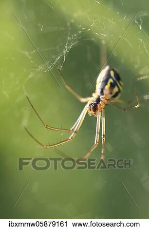 Wasp spider ( Argiope bruennichi) in spider's web, Perlacher Forst, Upper Bavaria, Bavaria, Germany, Europe View Large Photo Image Stock Image - Wasp spider ( Argiope bruennichi) in spider's web, Perlacher Forst, Upper Bavaria, Bavaria, Germany, Europe. Fotosearch
