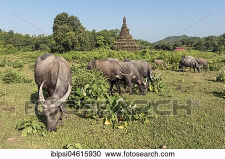 Water buffaloes graze near Htuparon Pagoda, Mrauk U, Burma, Myanmar, Asia View Large Photo Image Stock Image - Water buffaloes graze near Htuparon Pagoda, Mrauk U, Burma, Myanmar, Asia. Fotosearch
