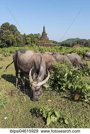 Water buffaloes graze near Htuparon Pagoda, Mrauk U, Burma, Myanmar, Asia View Large Photo Image Stock Photo - Water buffaloes graze near Htuparon Pagoda, Mrauk U, Burma, Myanmar, Asia. Fotosearch