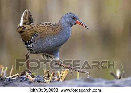 Water Rail (Rallus aquaticus) Middle Elbe Biosphere Reserve, Saxony-Anhalt, Germany, Europe View Large Photo Image Stock Photo - Water Rail (Rallus aquaticus) Middle Elbe Biosphere Reserve, Saxony-Anhalt, Germany, Europe. Fotosearch