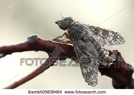 Picture - Water Snipe Fly (Atherix ibis) sitting on a branch, Hesse, Germany, Europe. Fotosearch