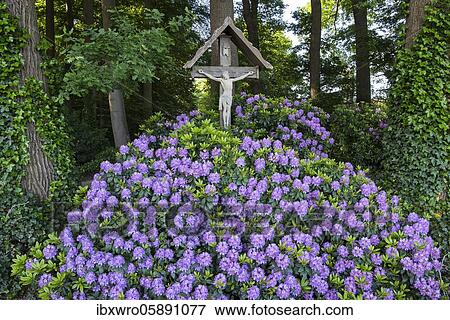 Stock Photo - Way Cross with Alpine Roses, Christian, O ( Rhododendron) ldenburger Münsterland, Elsten, Lower Saxony, Germany, Europe. Fotosearch
