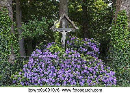Way Cross with Alpine Roses, Christian, O ( Rhododendron) ldenburger Münsterland, Elsten, Lower Saxony, Germany, Europe View Large Photo Image Stock Photograph - Way Cross with Alpine Roses, Christian, O ( Rhododendron) ldenburger Münsterland, Elsten, Lower Saxony, Germany, Europe. Fotosearch