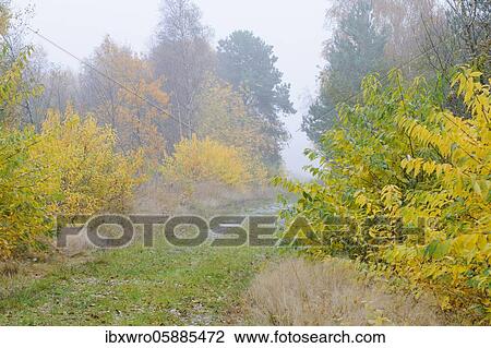 Way in the autumnal and misty Goldenstedter Moor, Oldenburger Münsterland, Goldenstedt, Lower Saxony, Germany, Europe View Large Photo Image Stock Image - Way in the autumnal and misty Goldenstedter Moor, Oldenburger Münsterland, Goldenstedt, Lower Saxony, Germany, Europe. Fotosearch