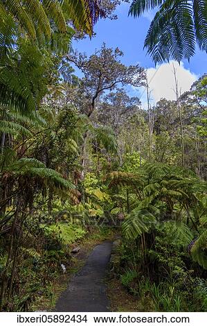 Way through a forest of tree ferns, Hawai'i Volcanoes National Park, Big Island, Hawaii View Large Photo Image Picture - Way through a forest of tree ferns, Hawai'i Volcanoes National Park, Big Island, Hawaii. Fotosearch